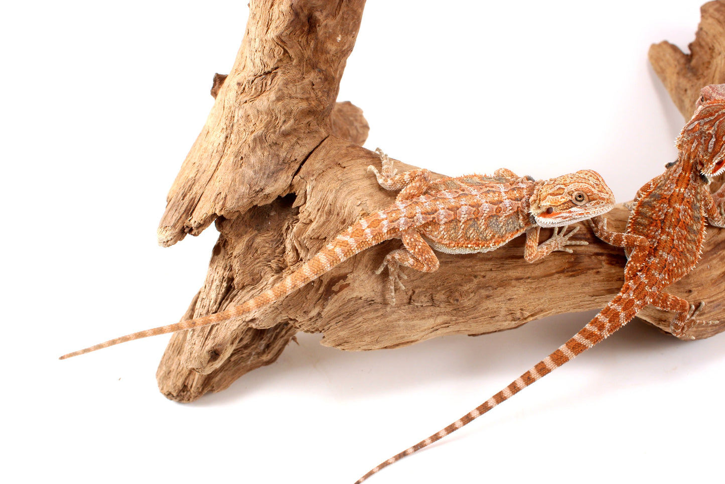 Hypo Orange Tiger Bearded Dragon