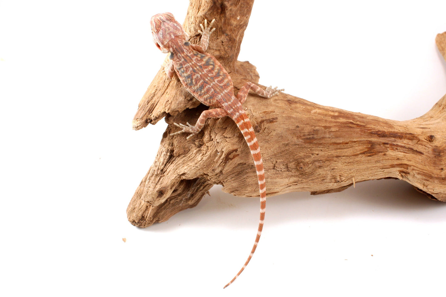 Hypo Orange Tiger Leatherback Bearded Dragon