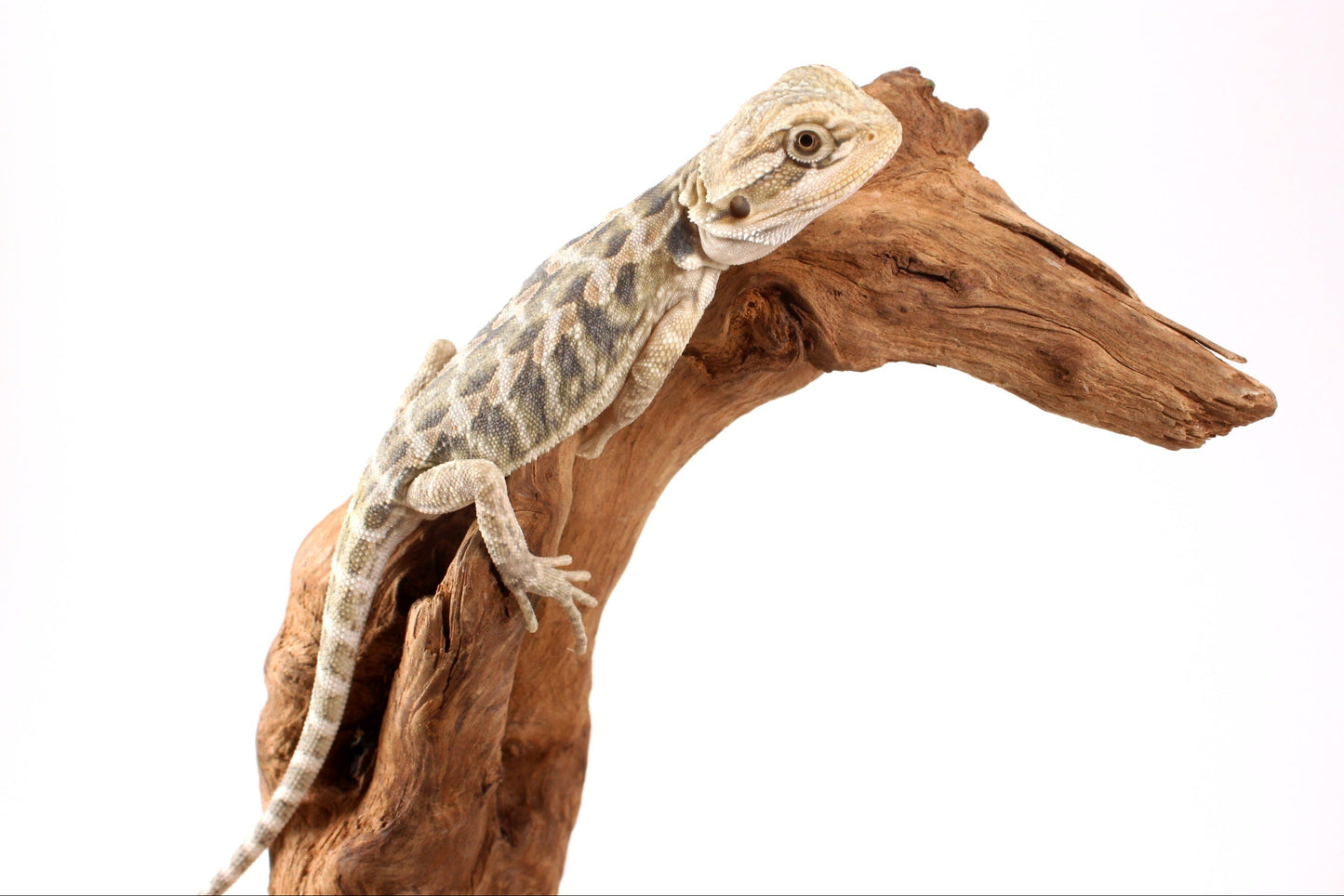 Hypo Citrus Tiger Leatherback Bearded Dragon