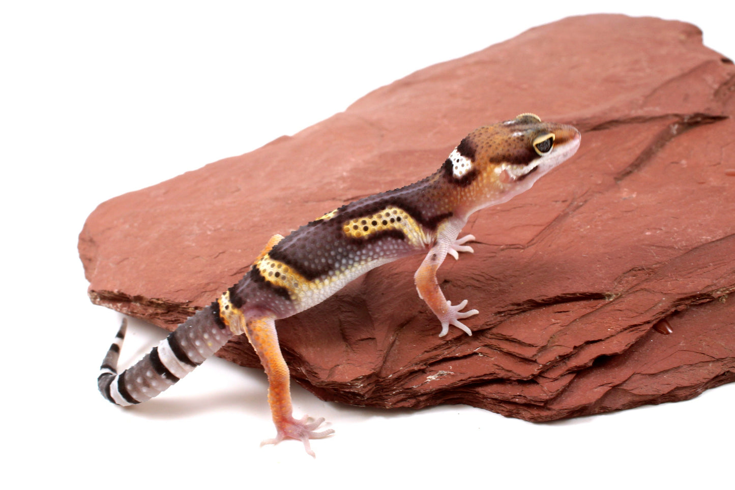 Dark Melanistic Leopard Gecko