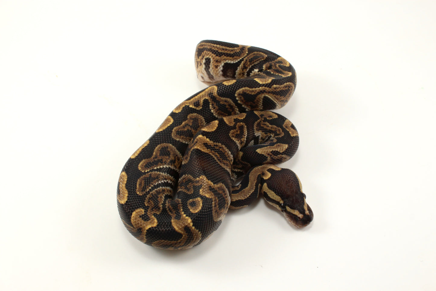 GHI h. Clown Ball Python