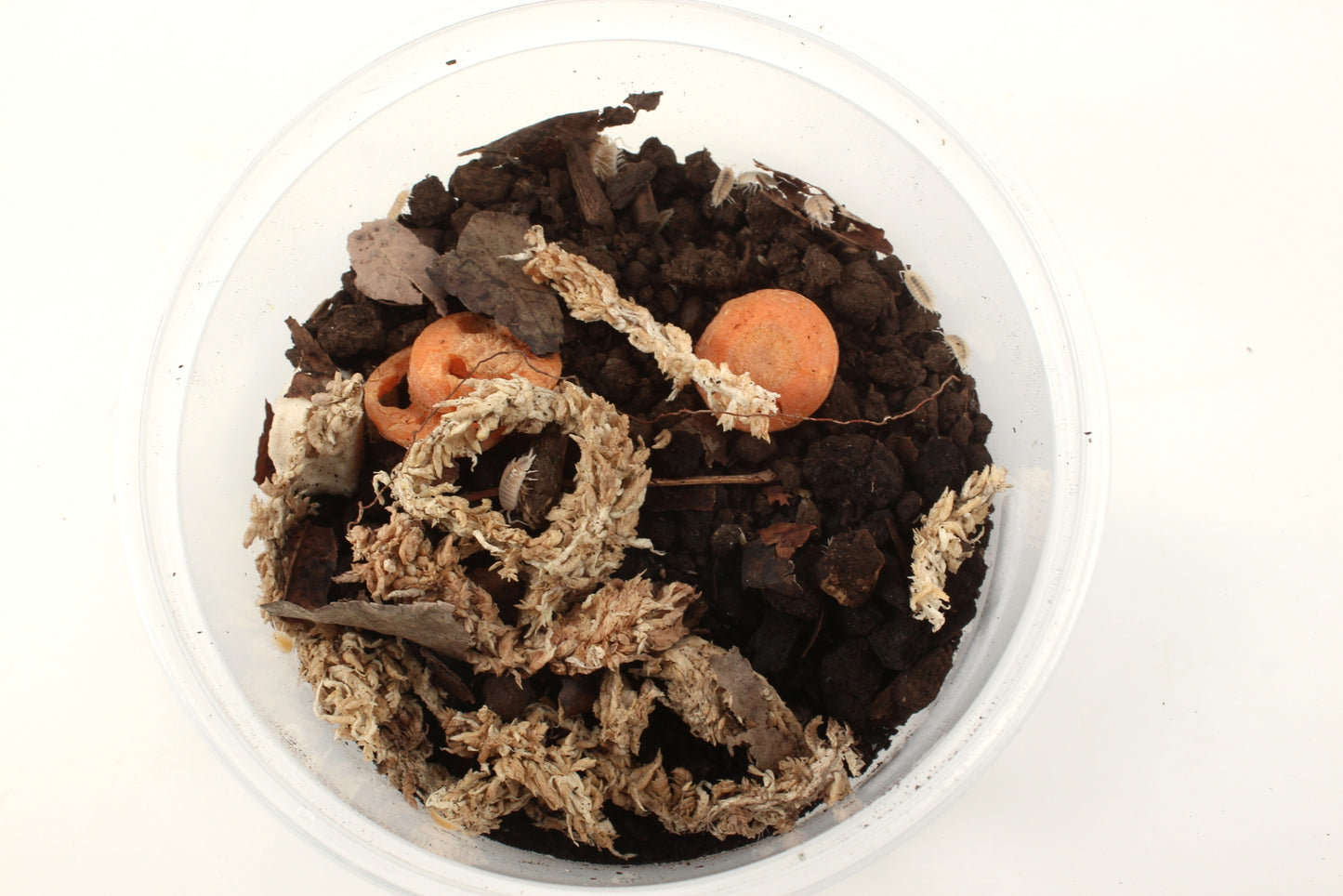 Isopods (Powder Whites)