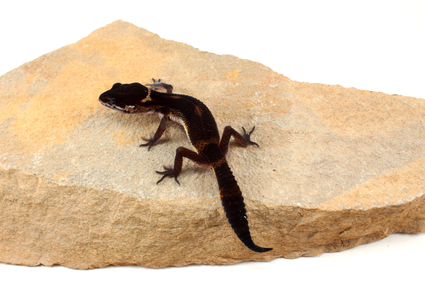 Black Night Leopard Gecko