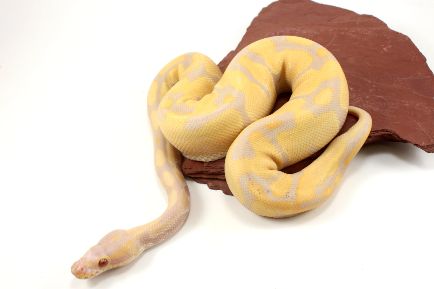 Toffino het Pied Ball Python