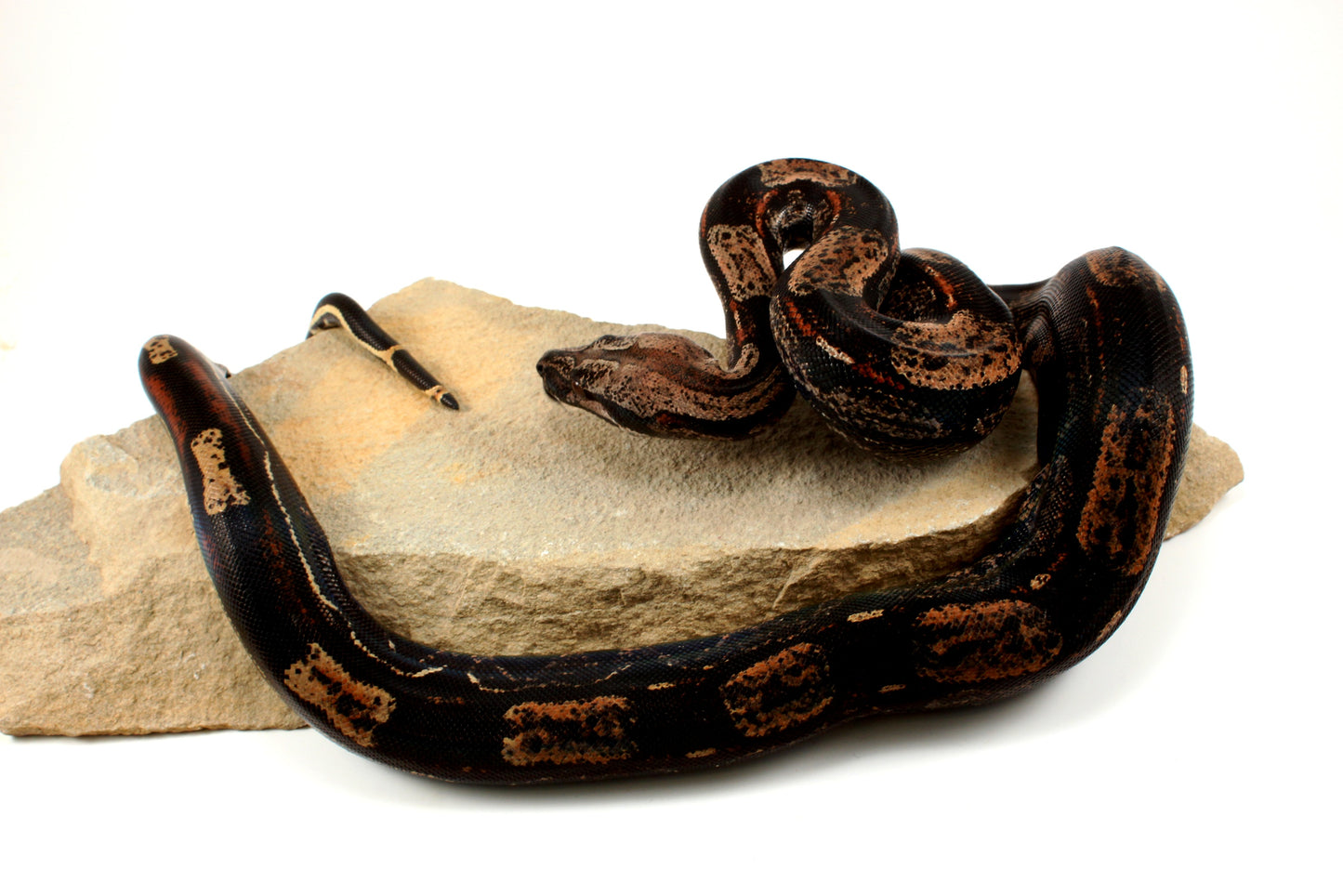 IMG Roswell Ladder Tail Colombian Boa