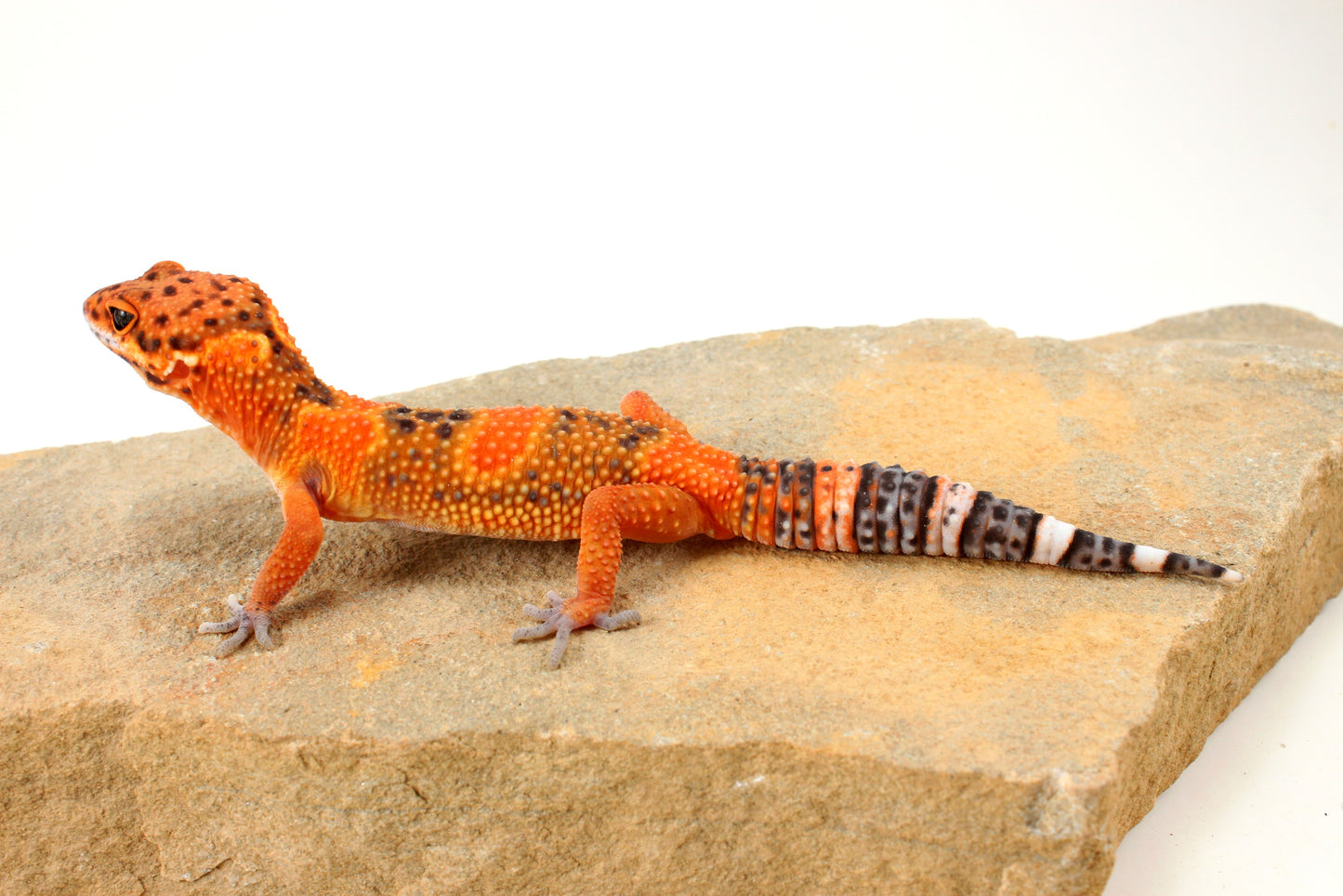 Blood Emerine Leopard Gecko