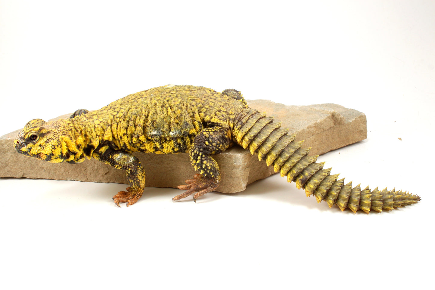 Nigerian Uromastyx - Yellow