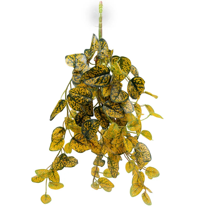 Pangea Hanging Bush Japanese Laurel Pangea