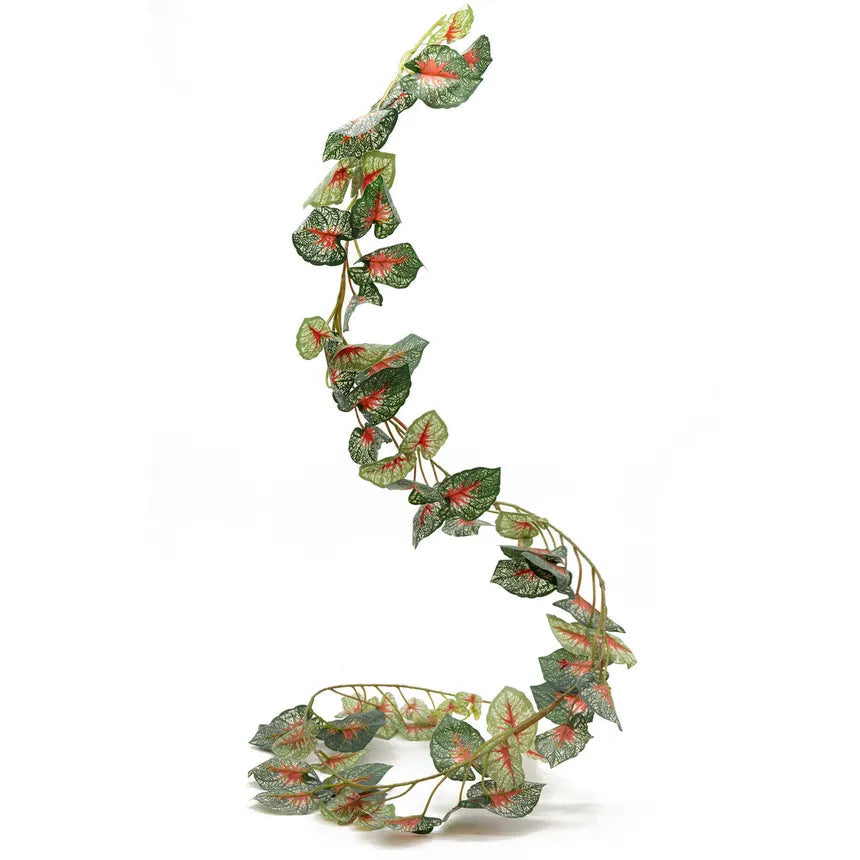 Pangea Leafy Vine Caladium Pangea