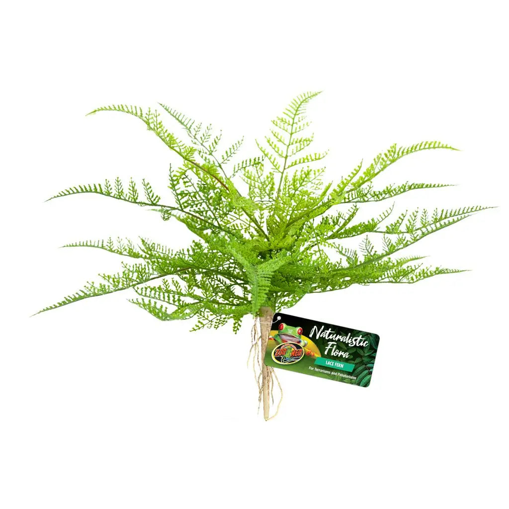 ZM Lace Fern Zoo Med