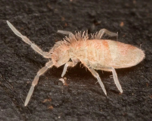 Pink Tropical Springtails All Reptiles