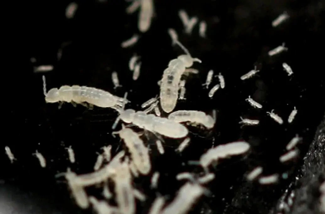 Temperate White Springtails All Reptiles