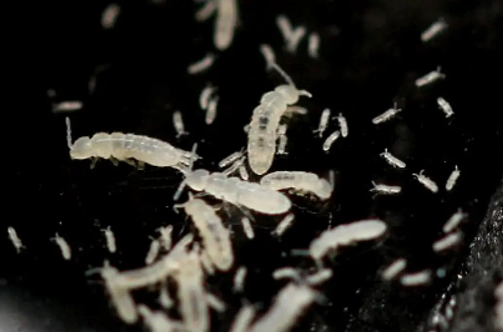 Temperate White Springtails All Reptiles