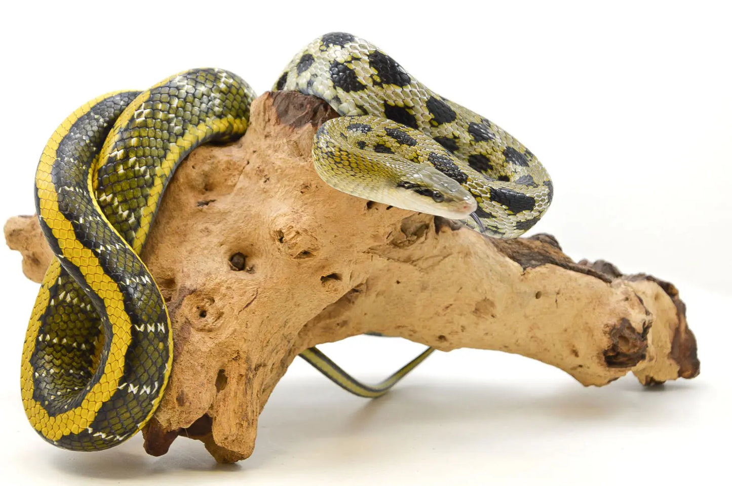 allreptiles_2016-17_1