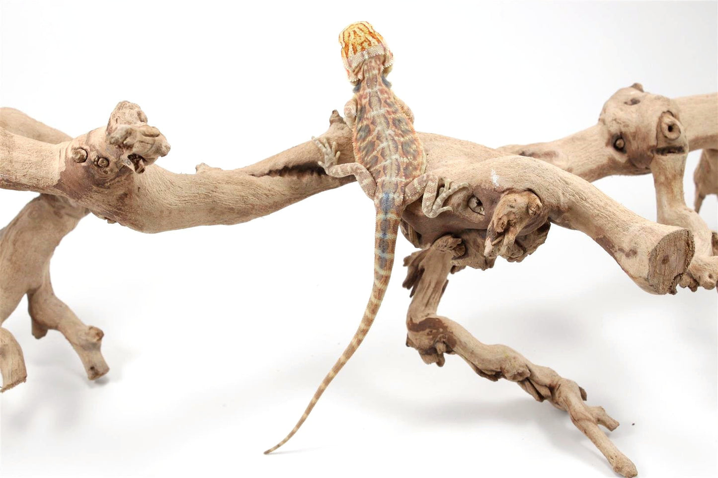 Hypo Citrus Leatherback Bearded Dragon All Reptiles