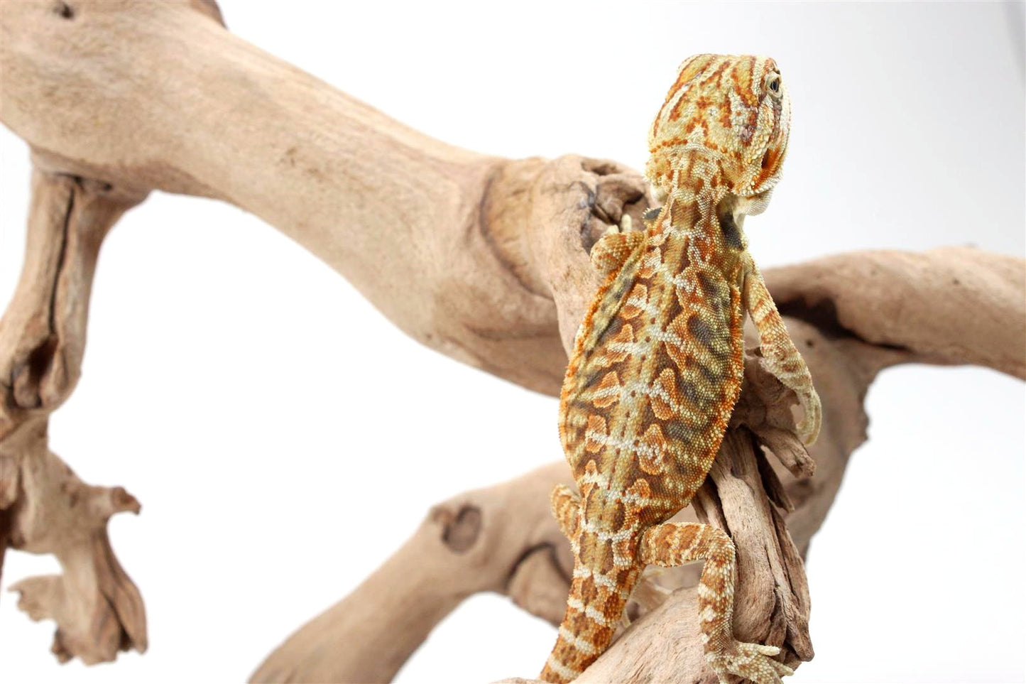 Citrus Leatherback Bearded Dragon All Reptiles