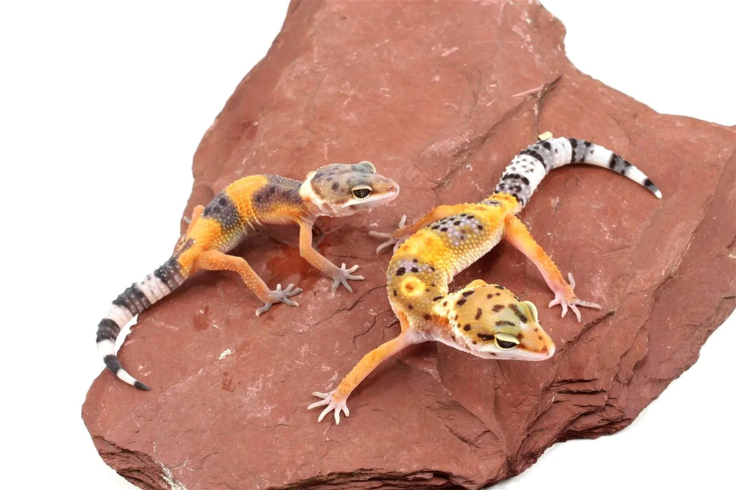 Jungle Leopard Gecko All Reptiles