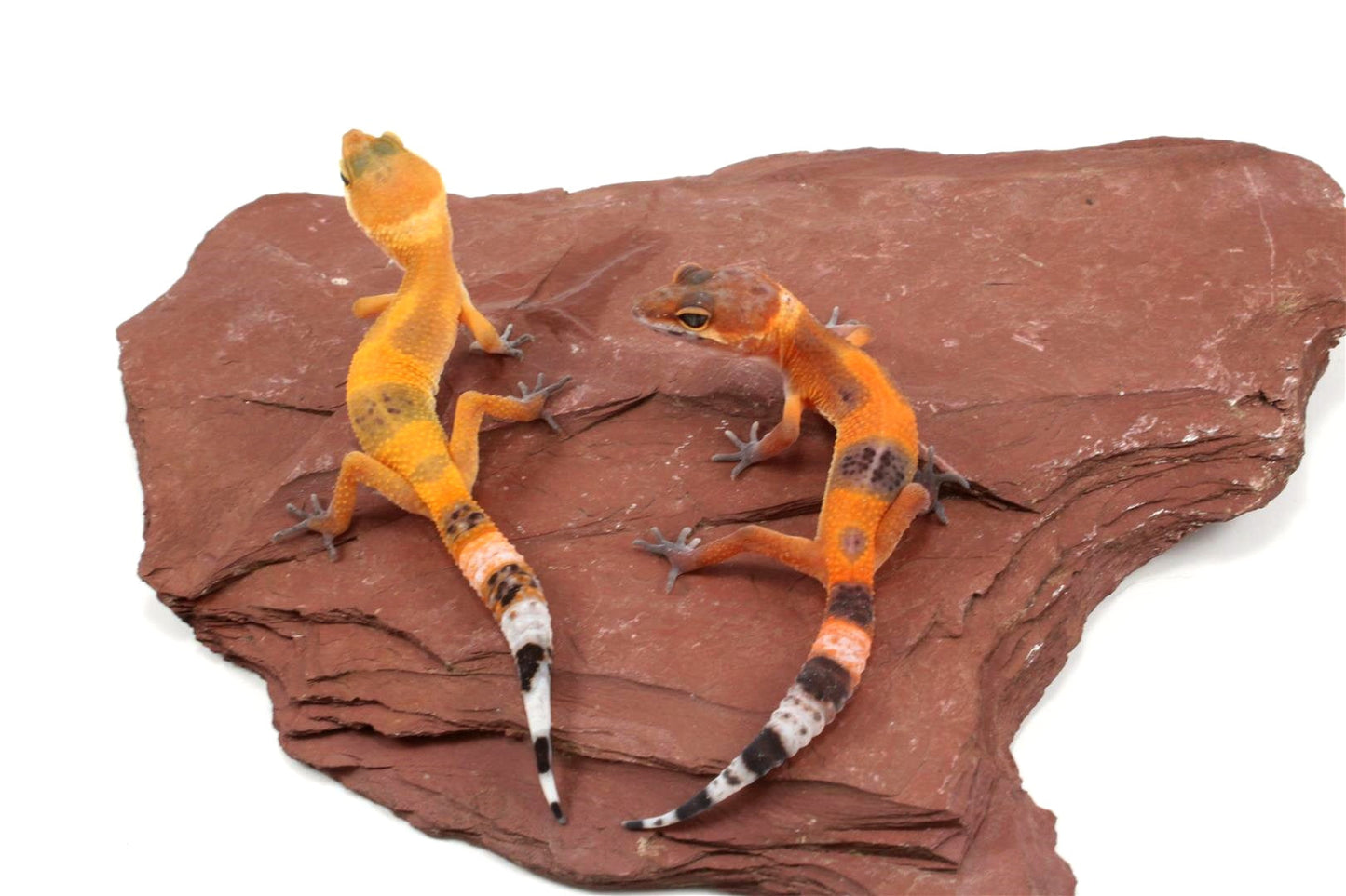 Tangerine Tornado Leopard Gecko All Reptiles