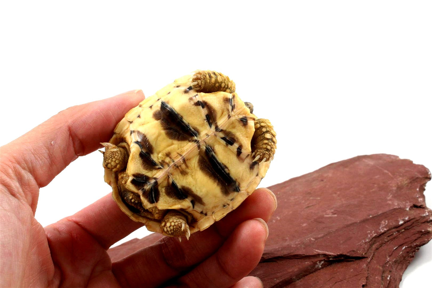 Indian Star Tortoise All Reptiles