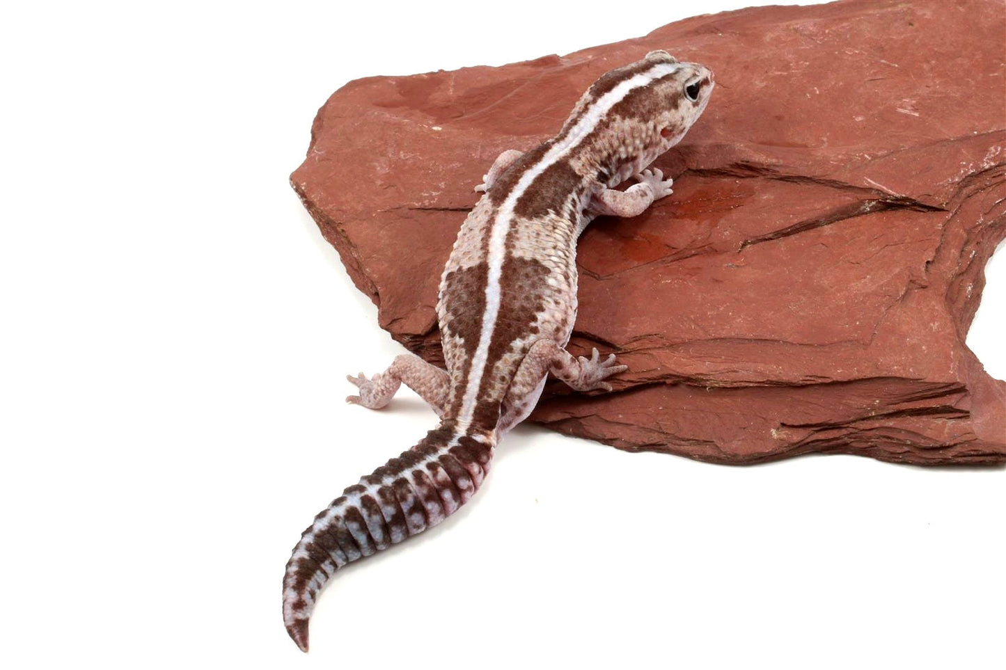 African Fat Tail Gecko - Striped All Reptiles