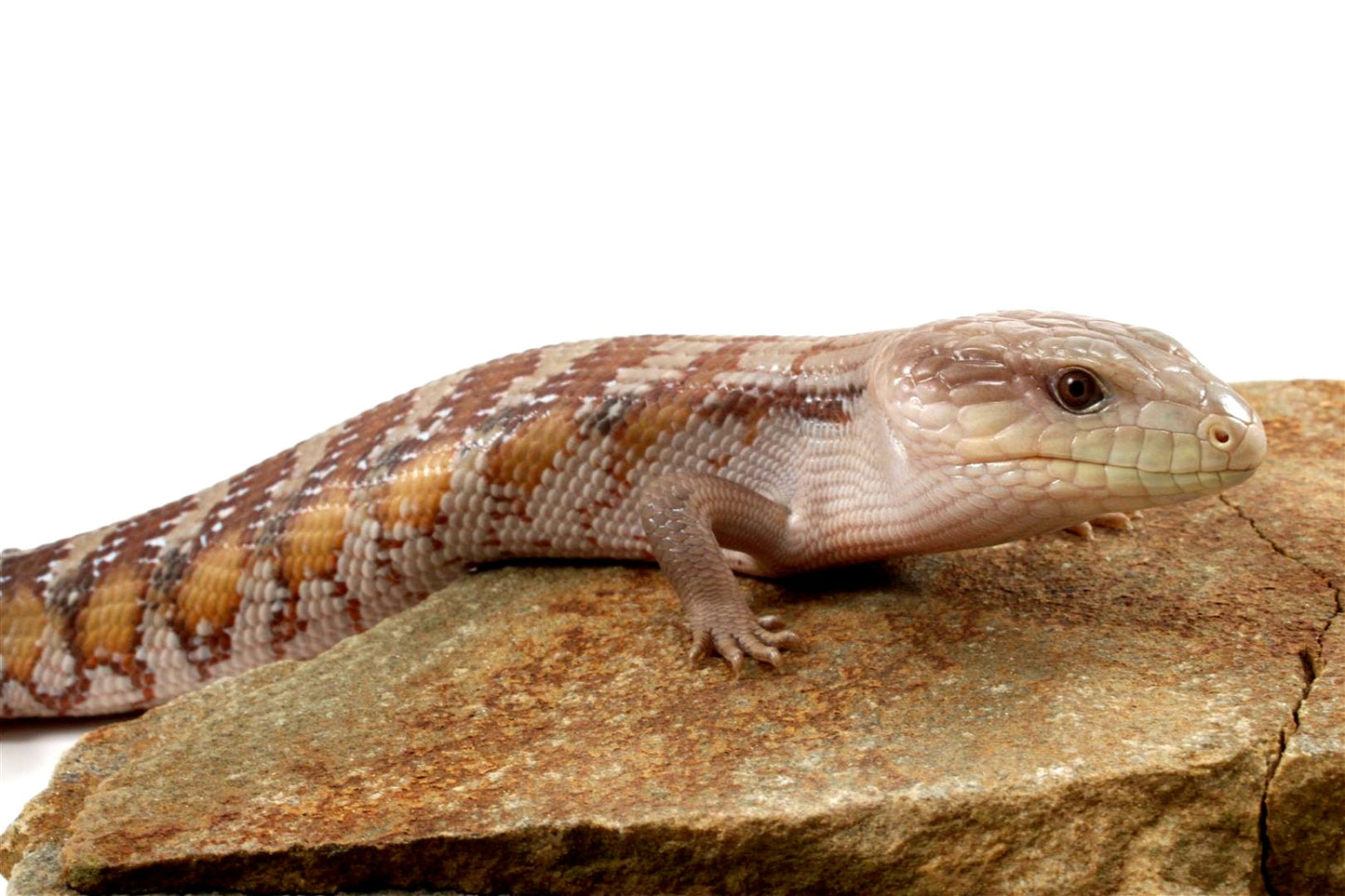 CB Northern Blue Tongue Skink All Reptiles