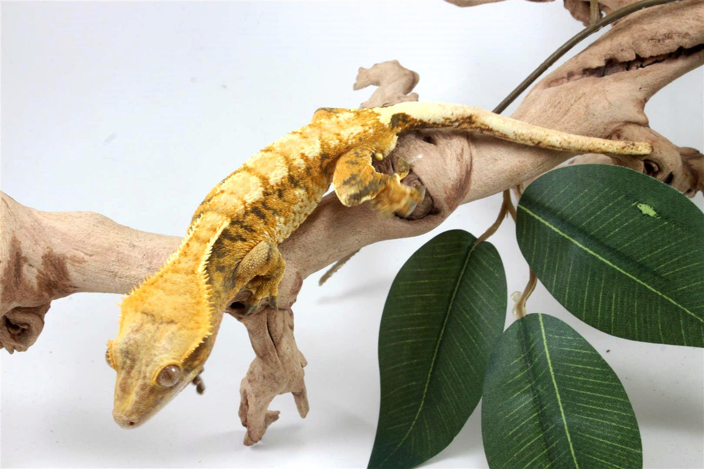 Yellow Extreme Harlequin Crested Gecko All Reptiles