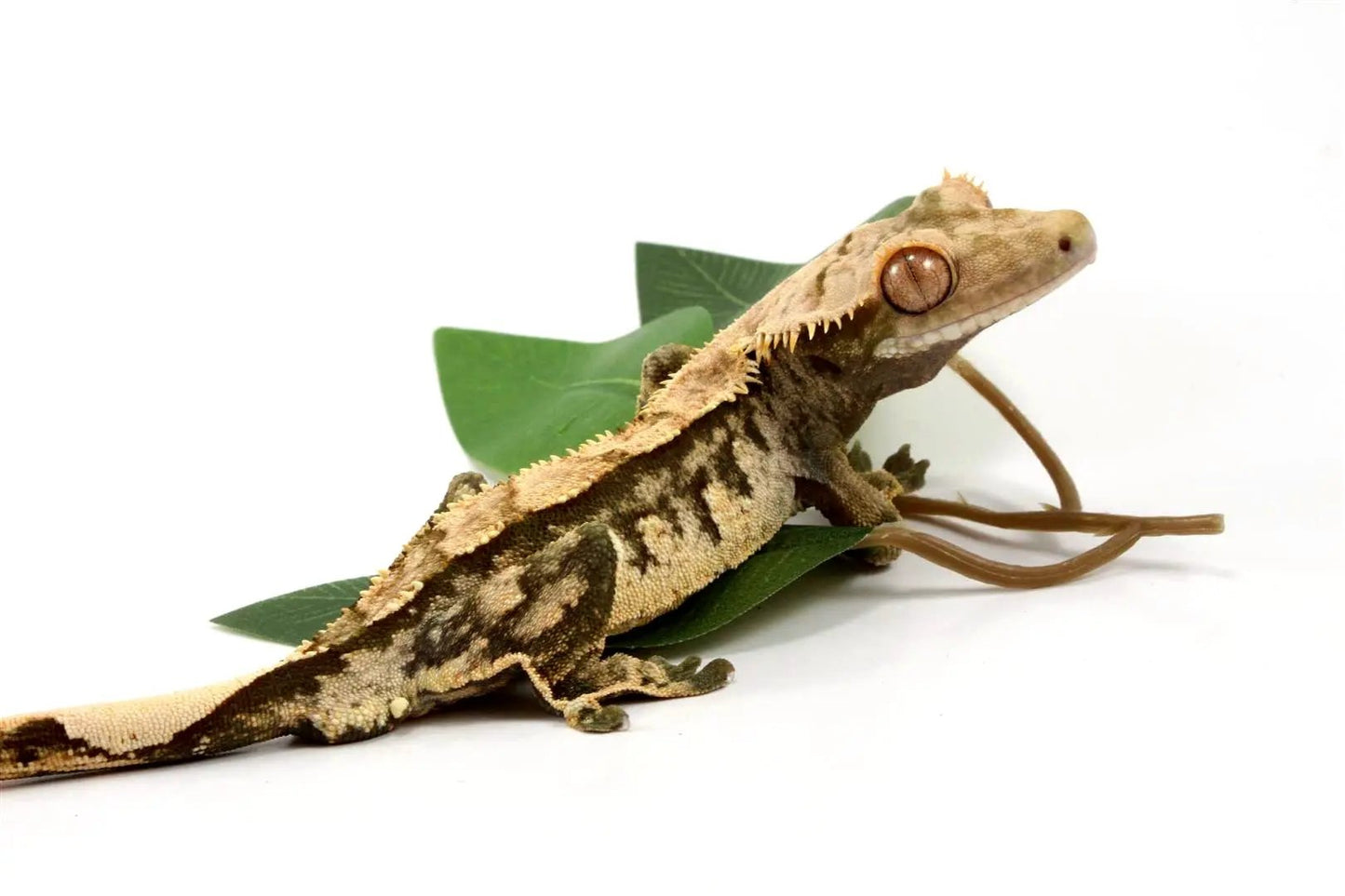 High Contrast Extreme Harlequin Crested Gecko All Reptiles