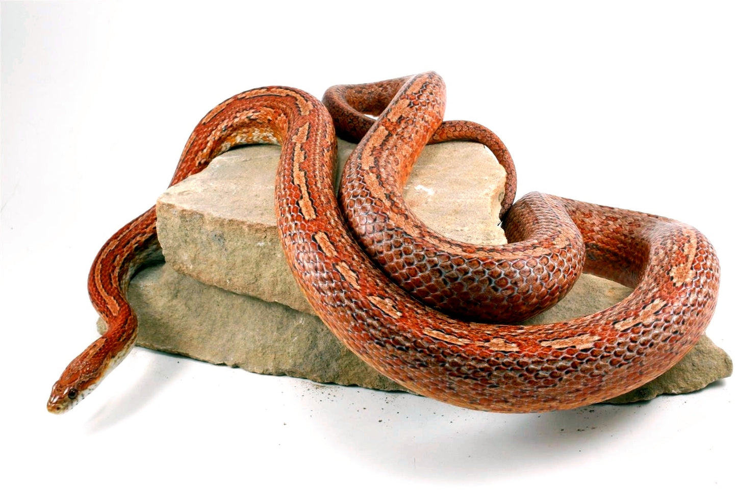 Amel Tessera Corn Snake All Reptiles