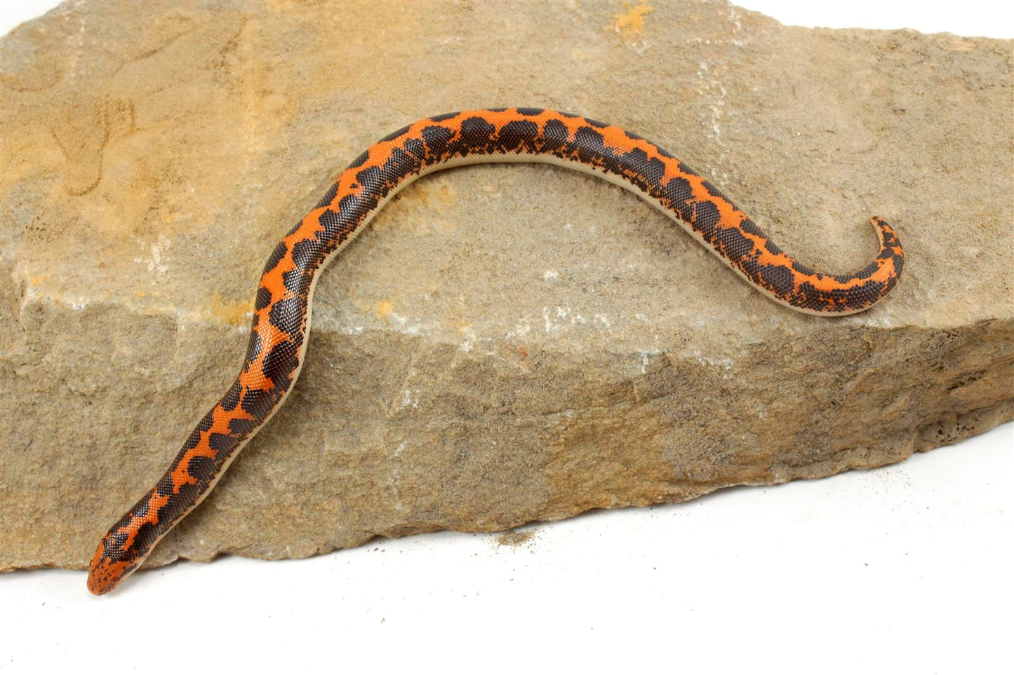 Kenyan Sand Boa All Reptiles