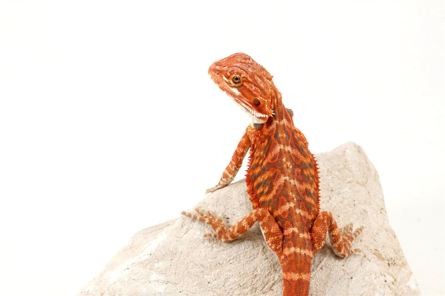 Hypo Leatherback Super Red Bearded Dragon All Reptiles