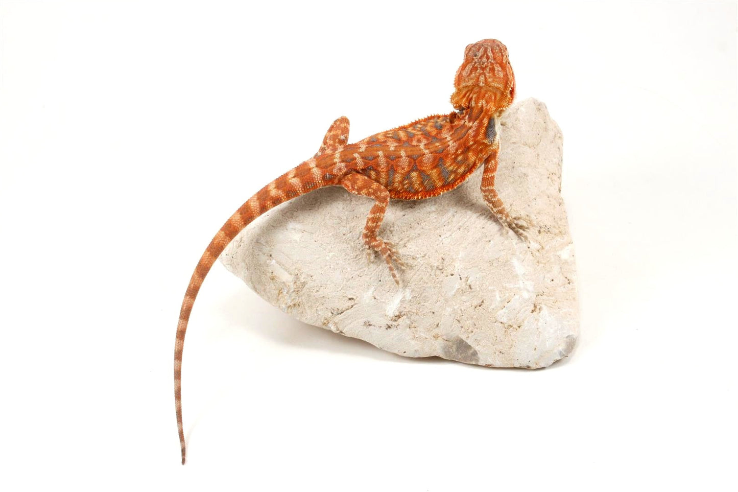 Hypo Leatherback Orange Bearded Dragon All Reptiles