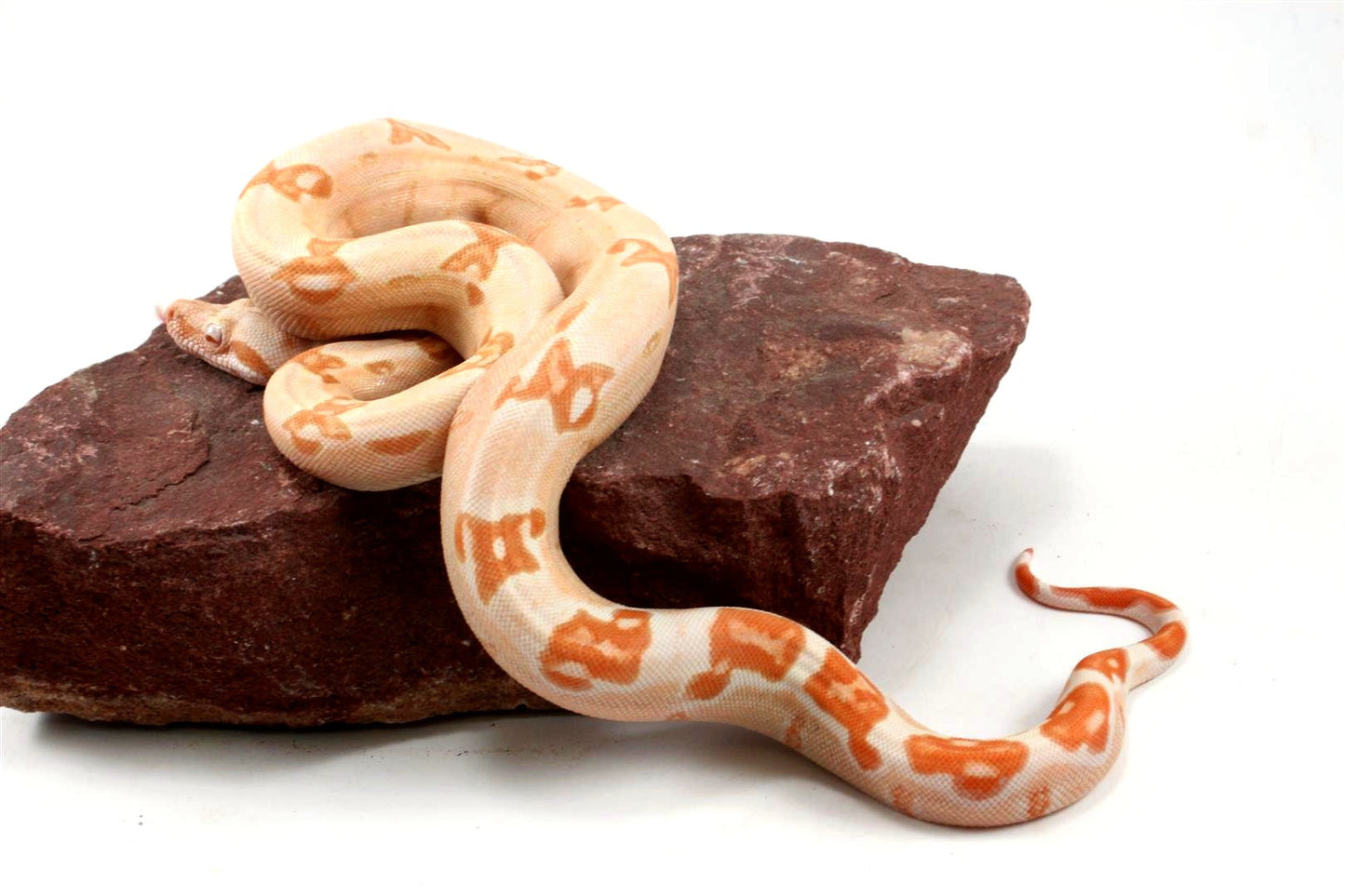 Kahl Albino Lipstick Sunglow Colombian Boa All Reptiles