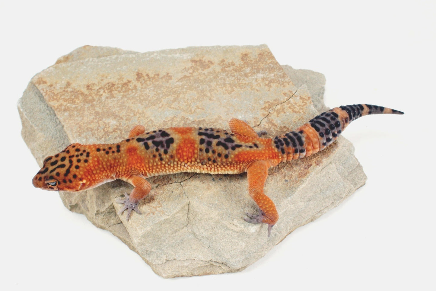 Blood Emerine Black Blood Leopard Gecko All Reptiles