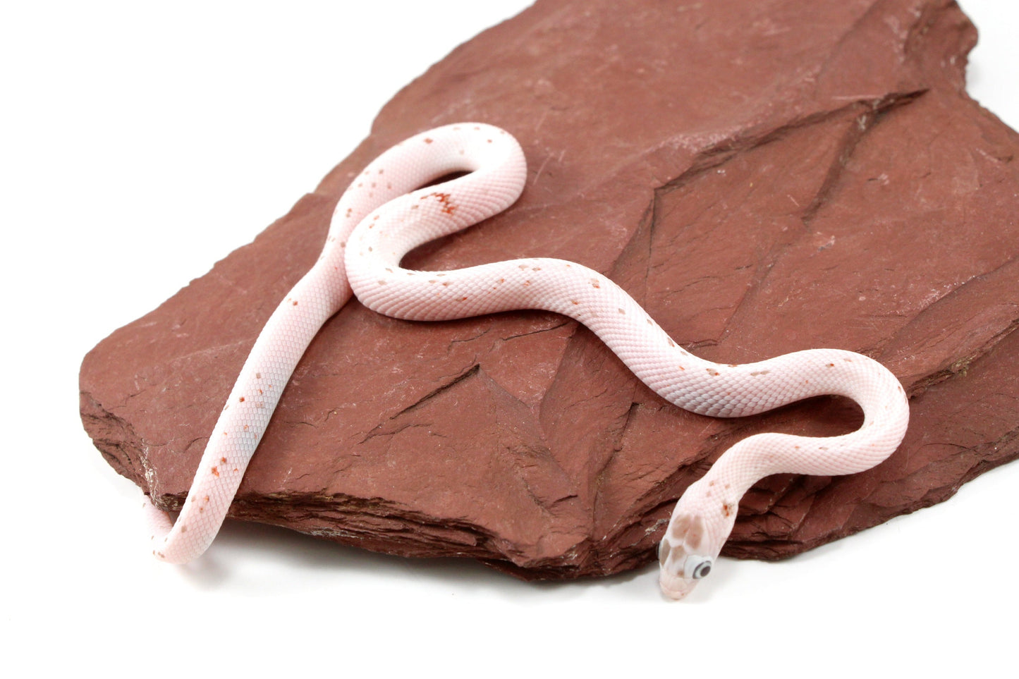 Palmetto Corn Snake All Reptiles