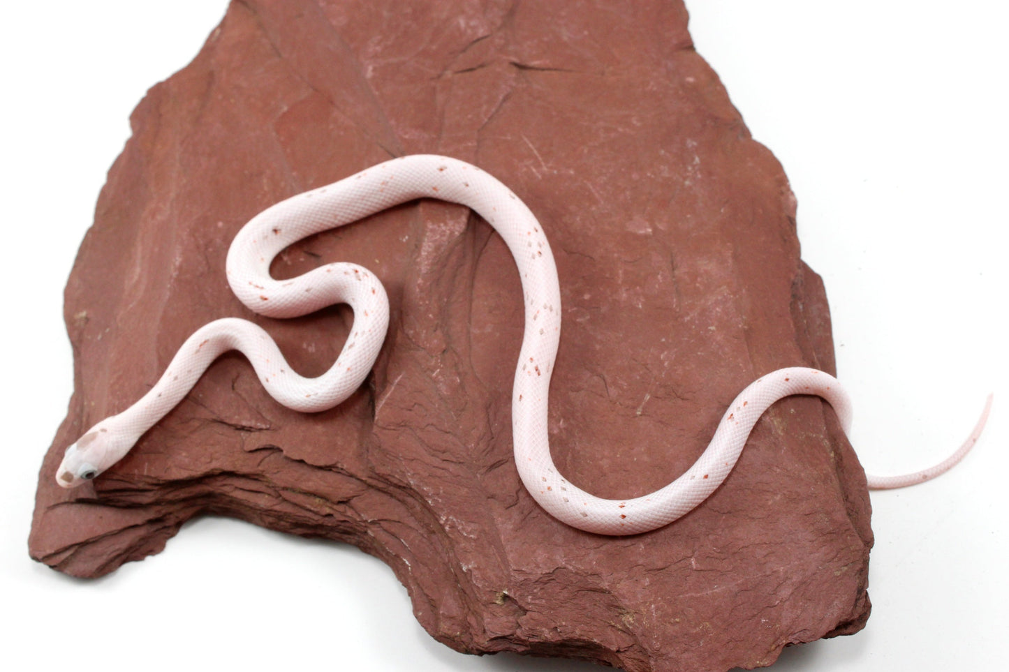 Palmetto Corn Snake All Reptiles