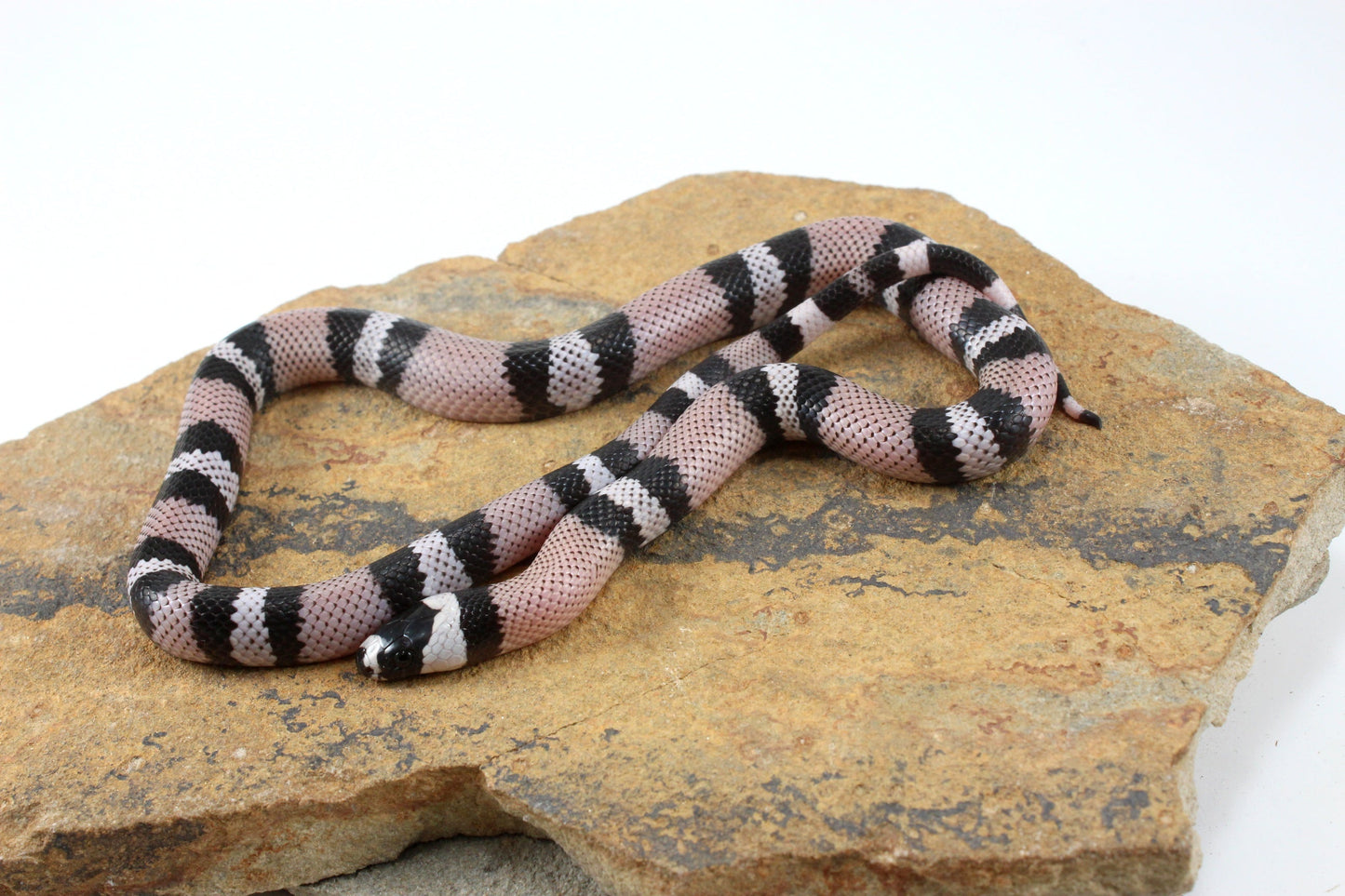 Anery Honduran Milksnake All Reptiles