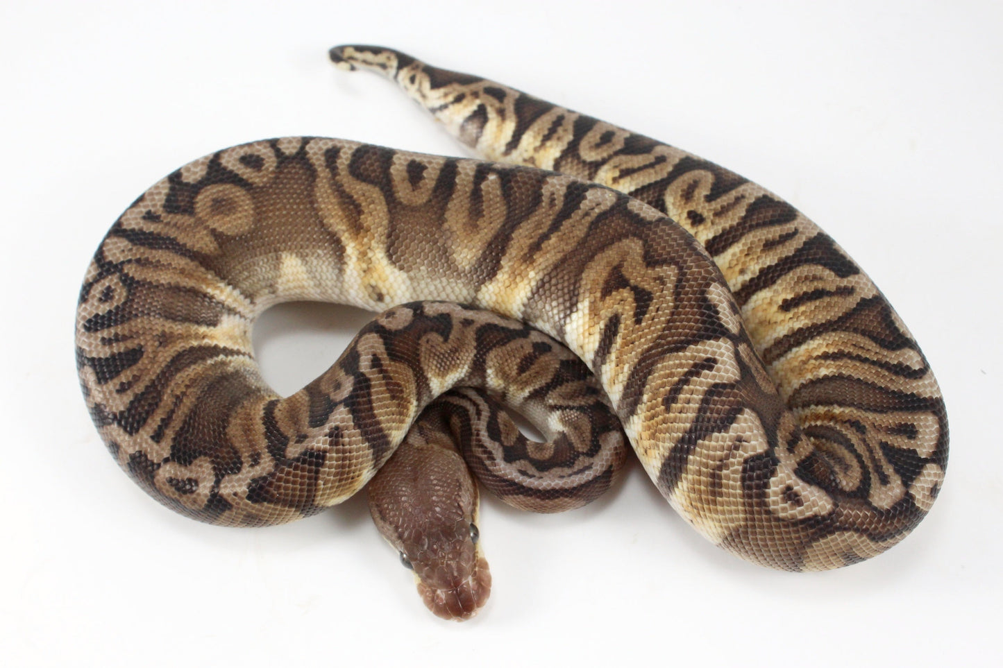 Pastel YB HGW GHI h. OG Ball Python All Reptiles