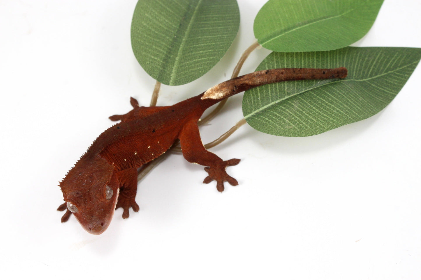 Red Crested Gecko All Reptiles