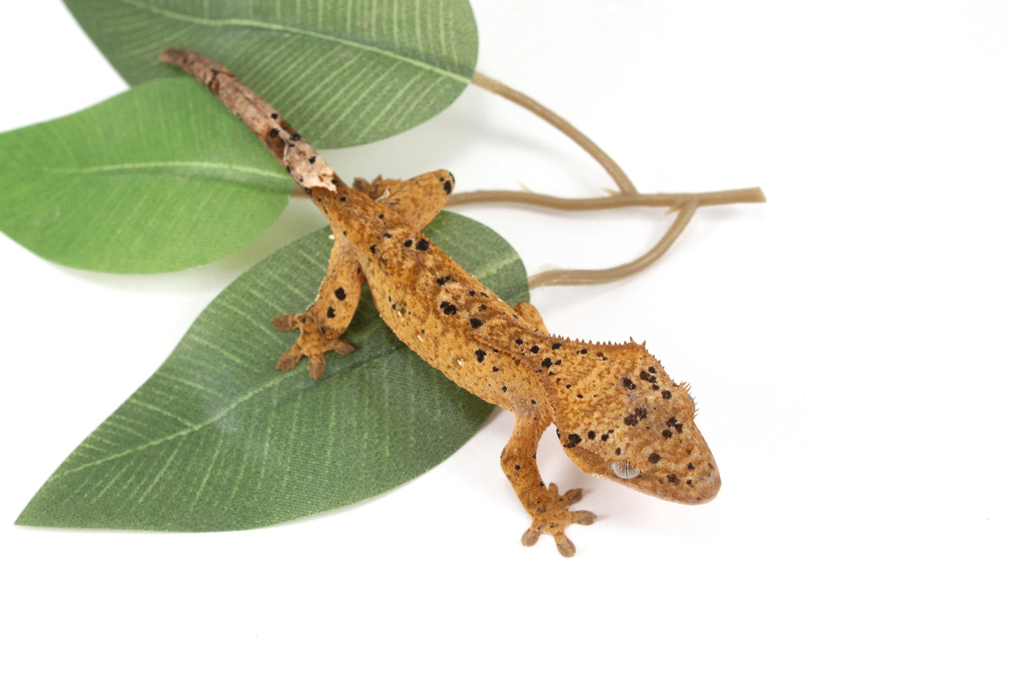 Yellow Tiger Super Dalmatian Crested Gecko All Reptiles