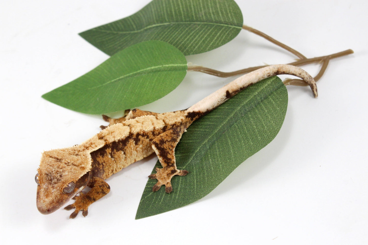 Extreme Cream Harlequin Crested Gecko All Reptiles