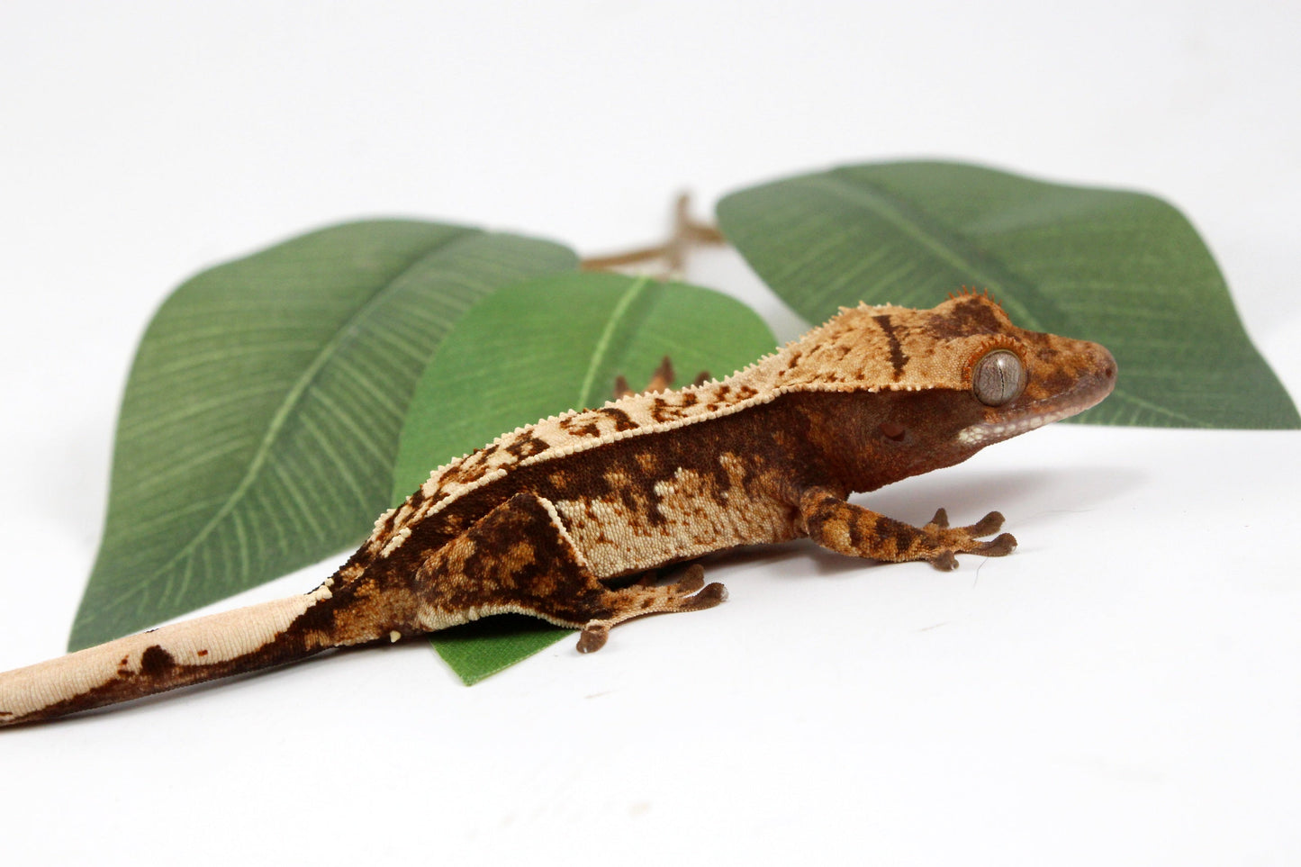 Cream Harlequin Crested Gecko All Reptiles