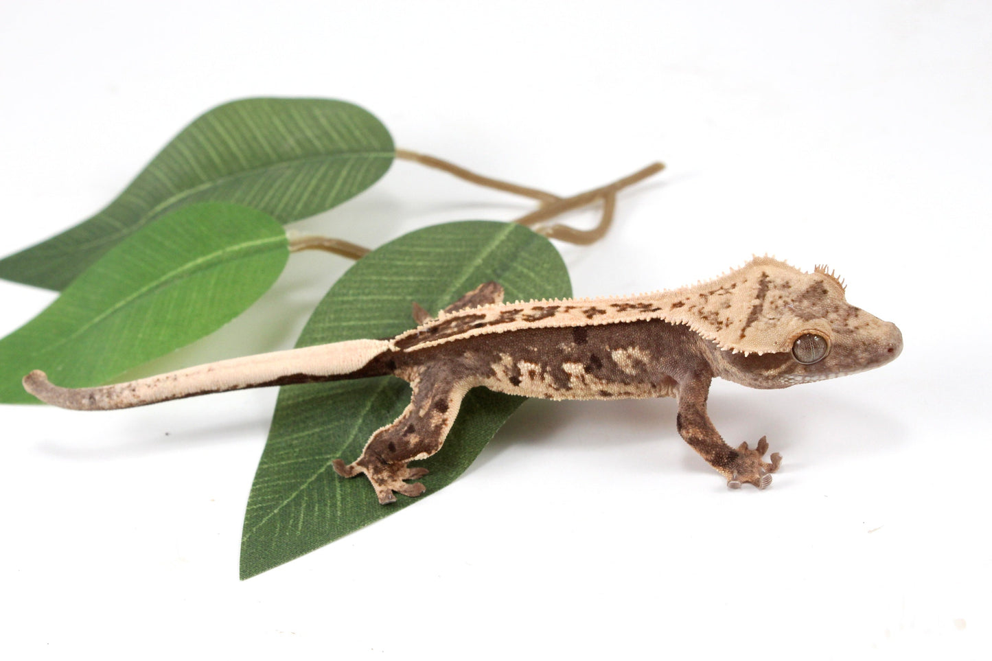 Splotched Harlequin Crested Gecko All Reptiles