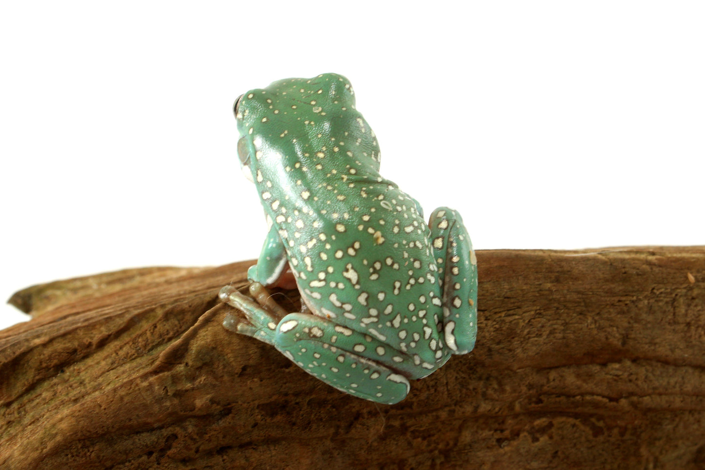 Super Gold Flake White's Tree Frog
