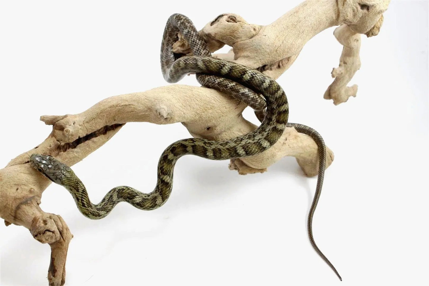 batch_batch_batch_img_8379_2