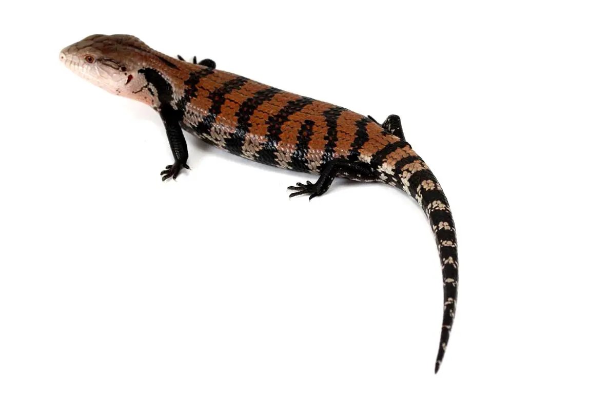 batch_batch_img_6566