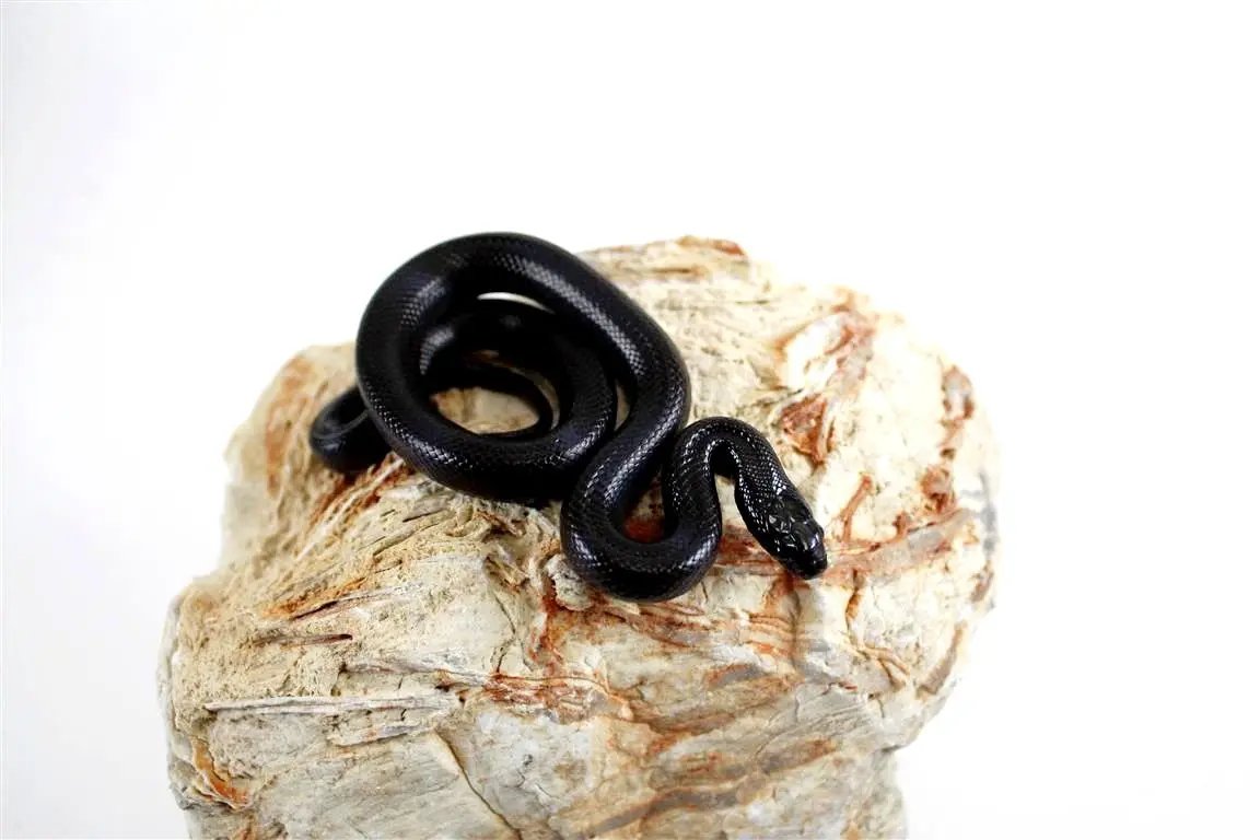 batch_batch_img_7453_1