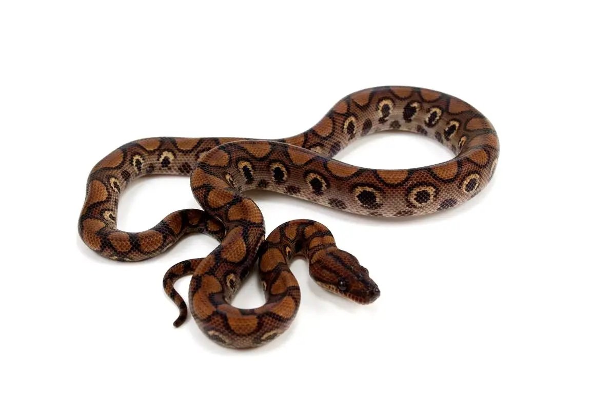 batch_batch_img_7987_1