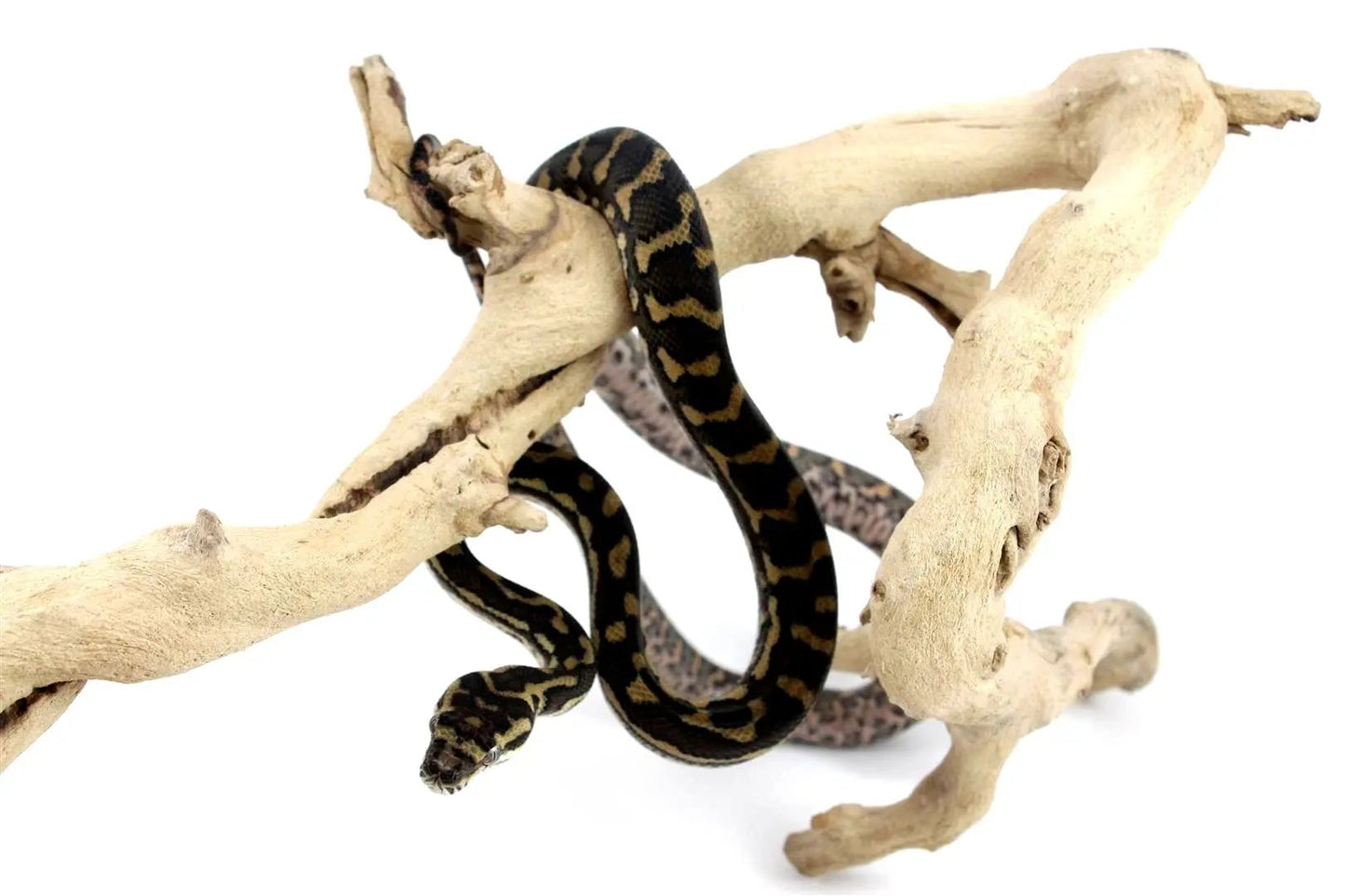 batch_batch_img_8211