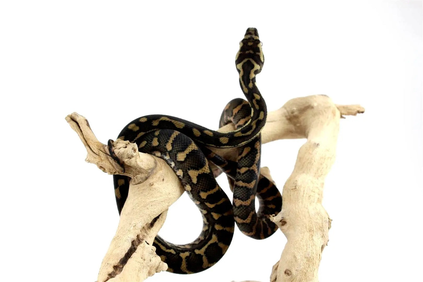 batch_batch_img_8213