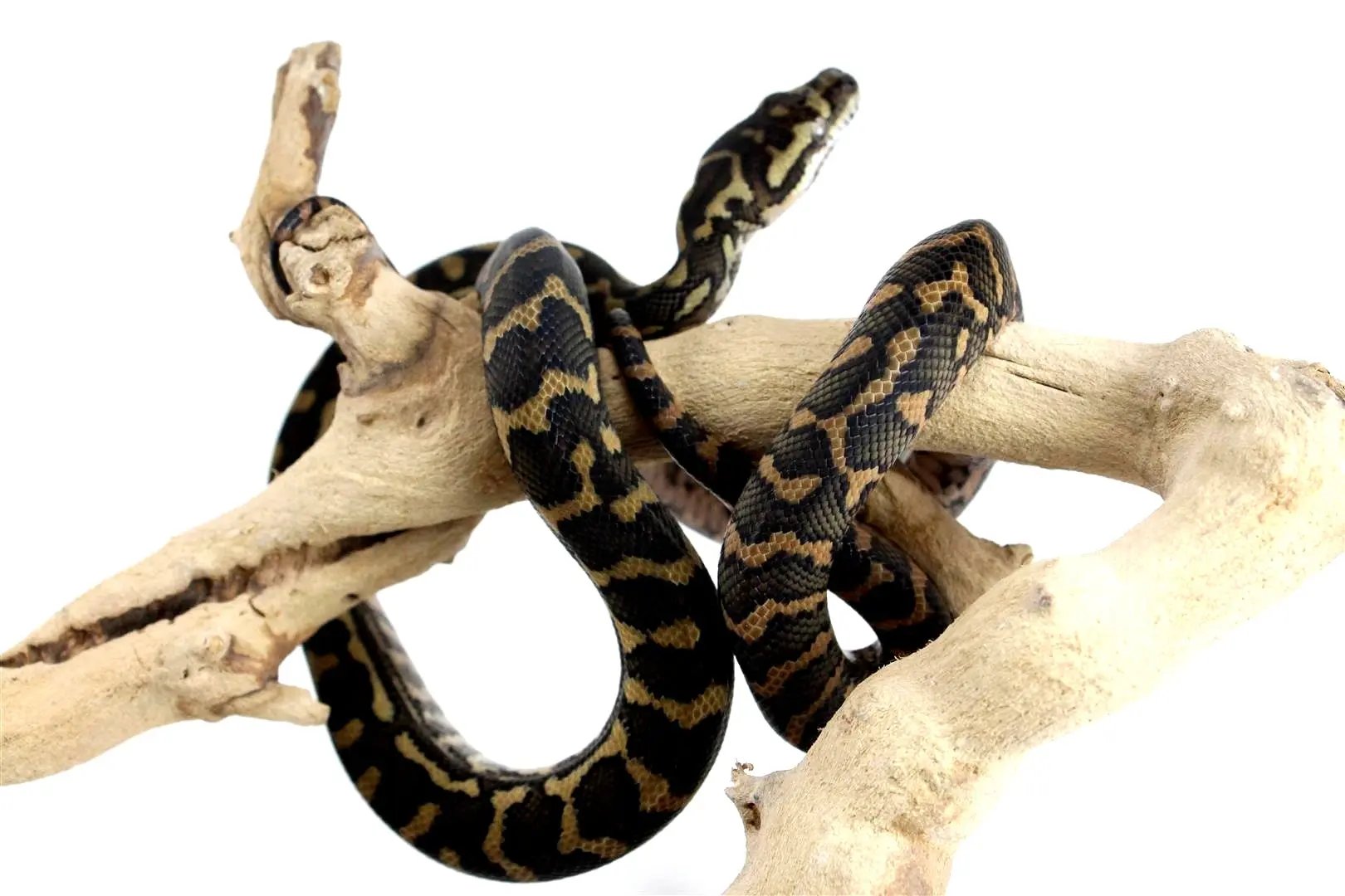 batch_batch_img_8214